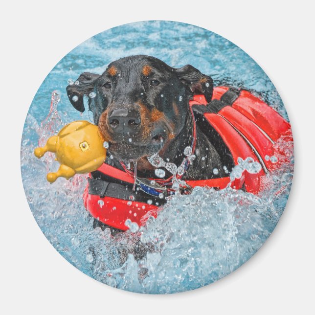Imán Doberman Nadando Con Juguete Favorito (Frente)