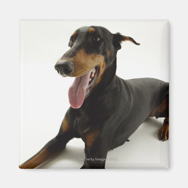 Imán Doberman Pinscher (Frente)