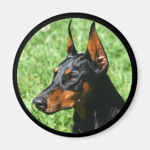 Imán doberman pinscher imnet