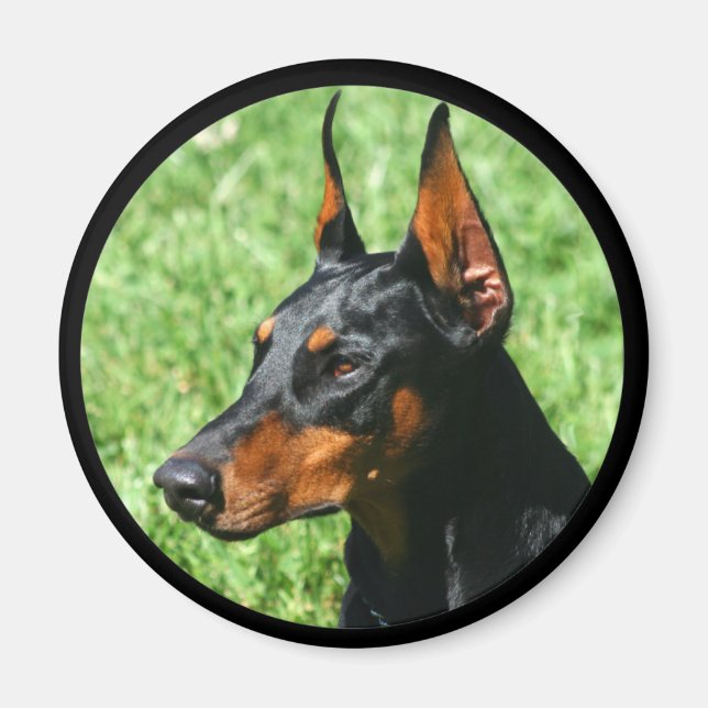 Imán doberman pinscher imnet (Frente)