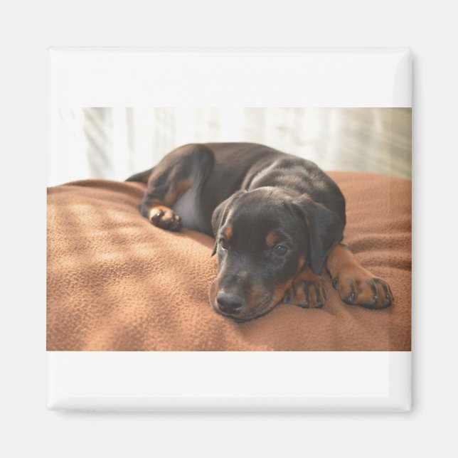 Imán doberman-pinscher-puppy (Frente)