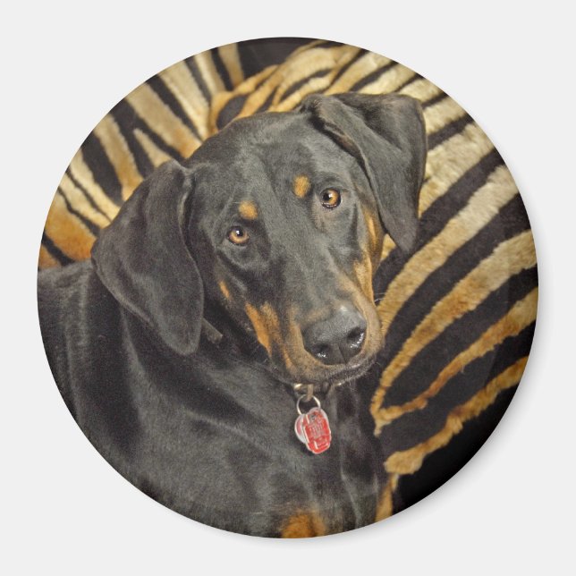 Imán Doberman Pound Puppy Magnet (Frente)
