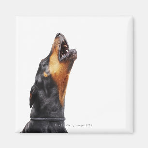 Imán Doberman que grita