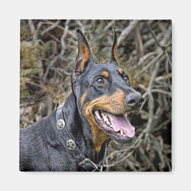 Imán Doberman Smile Magnet (Frente)