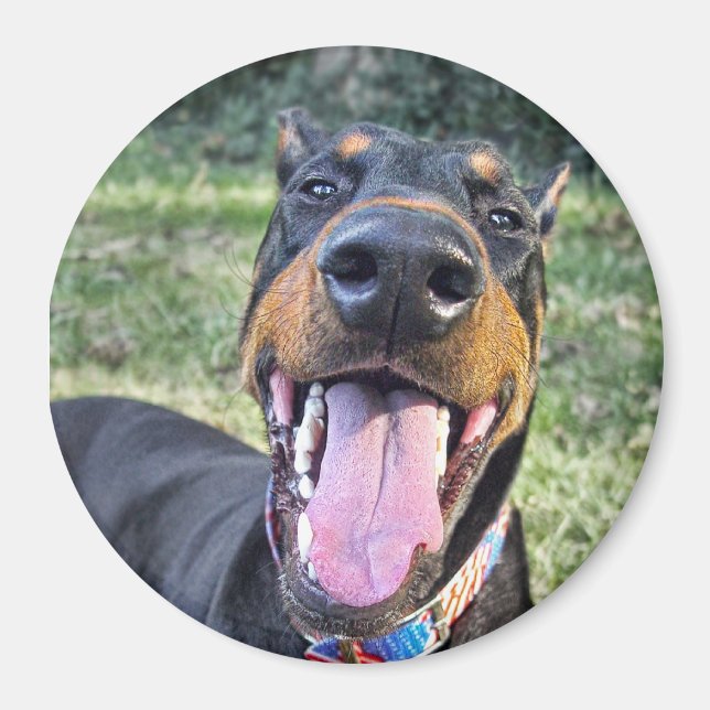 Imán Doberman Smiling (Frente)