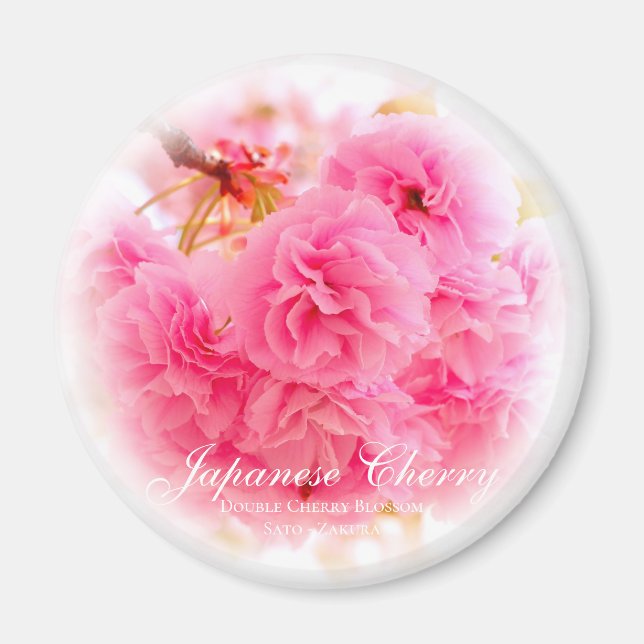 Imán Doble Flor de Cerezo: Sato-zakura (Frente)