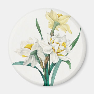 Imán Doble Narciso, Pierre-Joseph Redouté, 1827