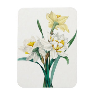 Imán Doble Narciso, Pierre-Joseph Redouté, 1827
