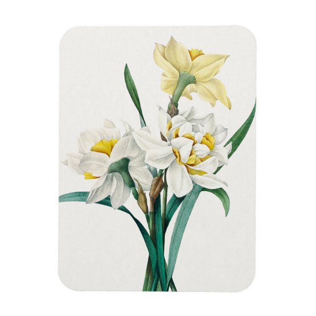 Imán Doble Narciso, Pierre-Joseph Redouté, 1827 (Vertical)