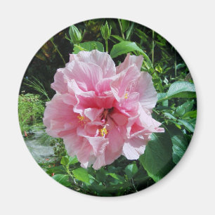 Imán doble rosado del hibisco