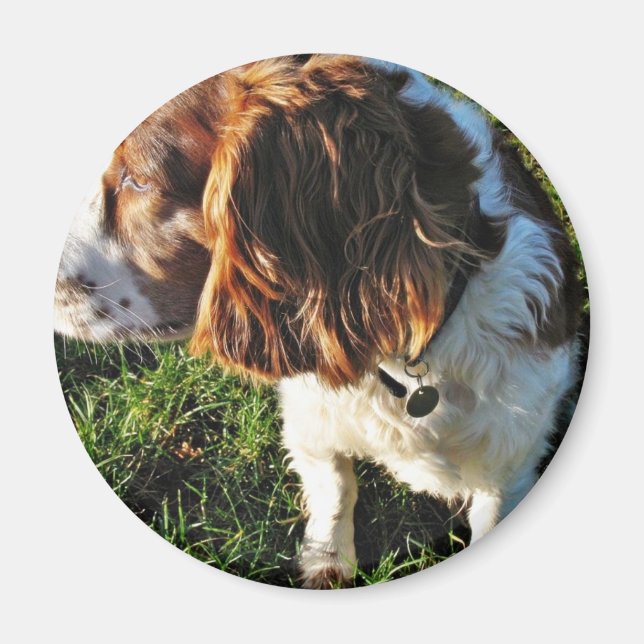 Imán Dog Cocker Spaniel Sitting (Frente)
