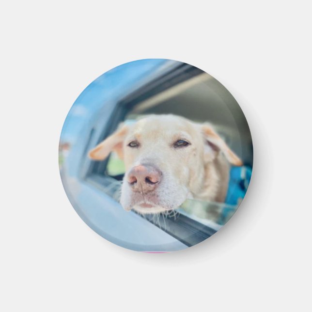 Imán Dog Hanging Out Car Window Sunny Day Button (Frente)