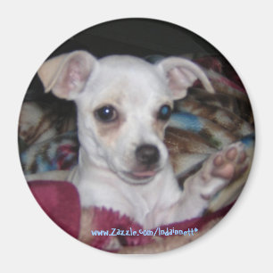 Imán Dog-Magnet. lindo
