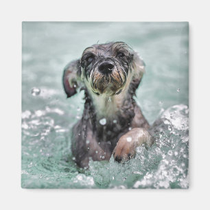 Imán Doggy Paddle Cute Perro Natación