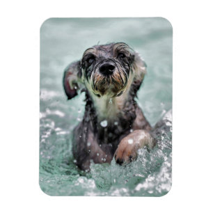 Imán Doggy Paddle Cute Perro Natación