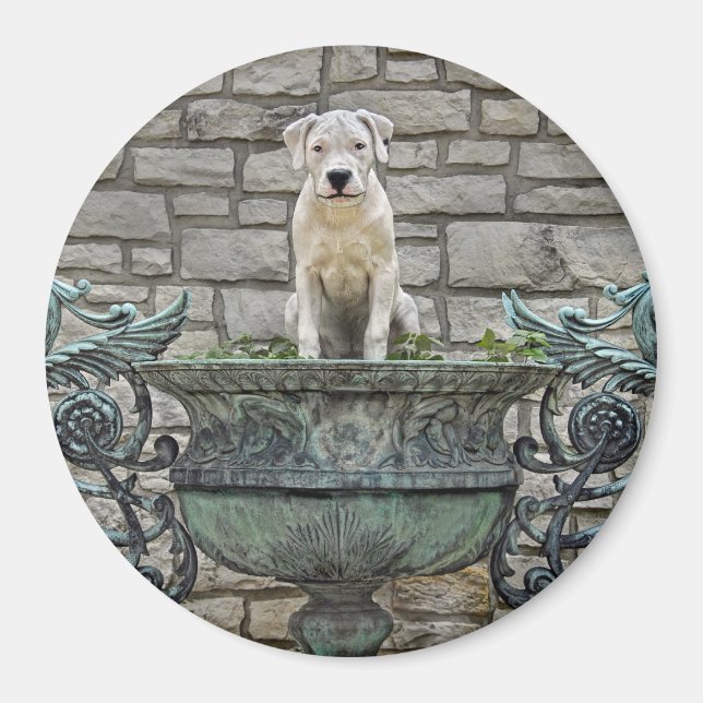 Imán Dogo Argentino Puppy Royal (Frente)