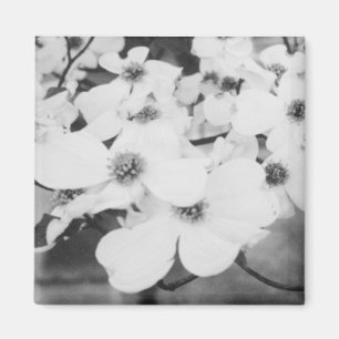 Imán Dogwood