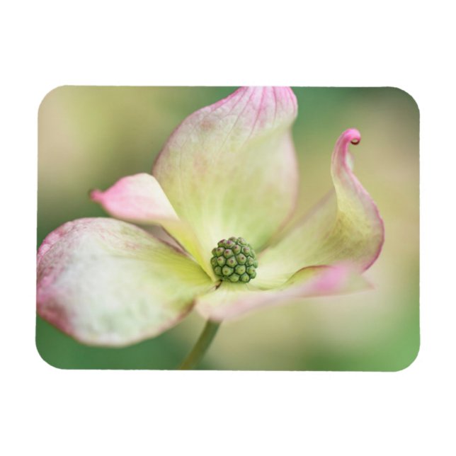 Imán Dogwood Blossom | Cornus Kousa 'Miss Satomi' (Horizontal)