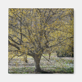 Imán Dogwood de cerezo corneliano y gloria de la nieve