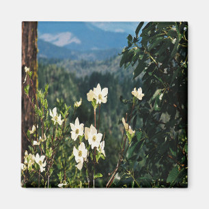 Imán Dogwood está en flor......