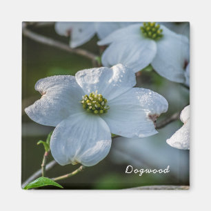 Imán Dogwood Magnet