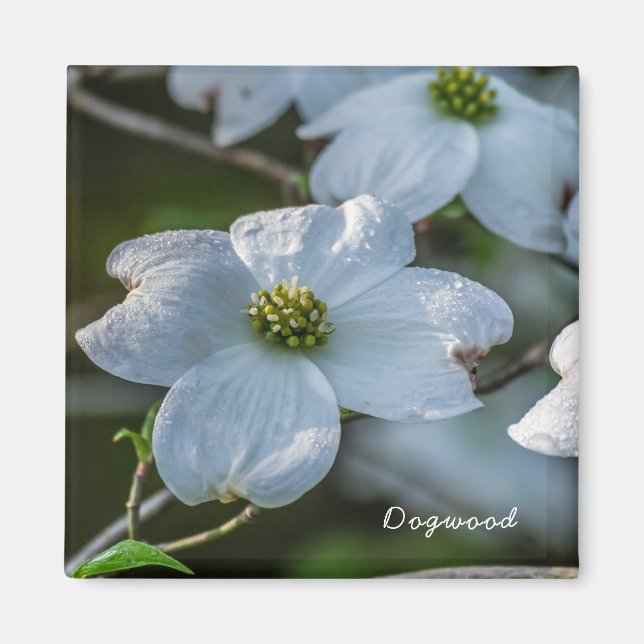 Imán Dogwood Magnet (Frente)