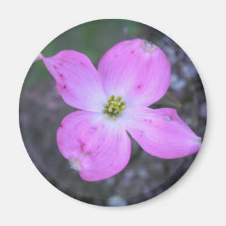 Imán Dogwood rosa