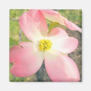 Imán Dogwood rosado