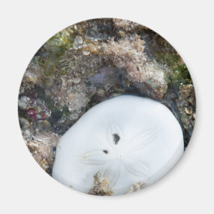 Imán Dólar de arena en un arrecife de Fiyi con baja mar