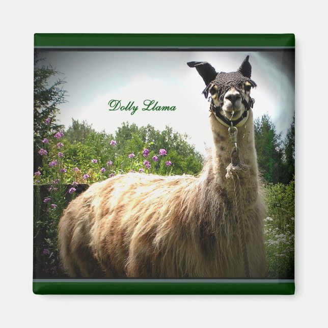 Imán Dolly Llama Magnet (Frente)