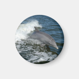 Imán Dolphin Bottlenose