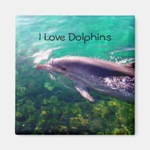 Imán Dolphin Magnet