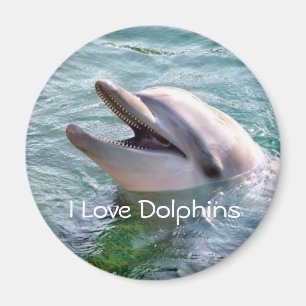 Imán Dolphin Magnet