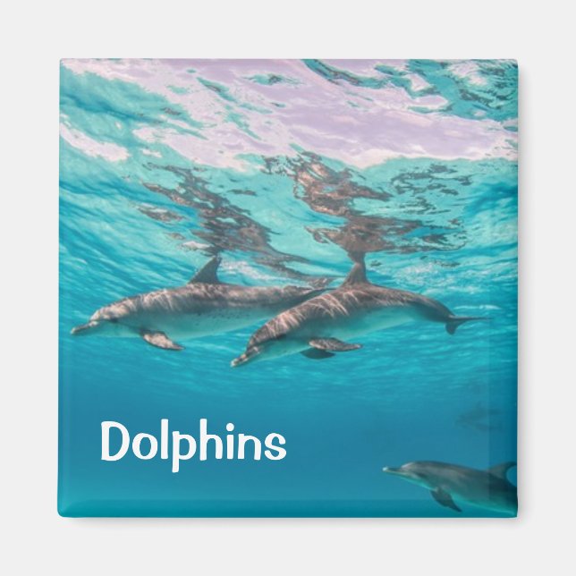 Imán Dolphins Magnet (Frente)