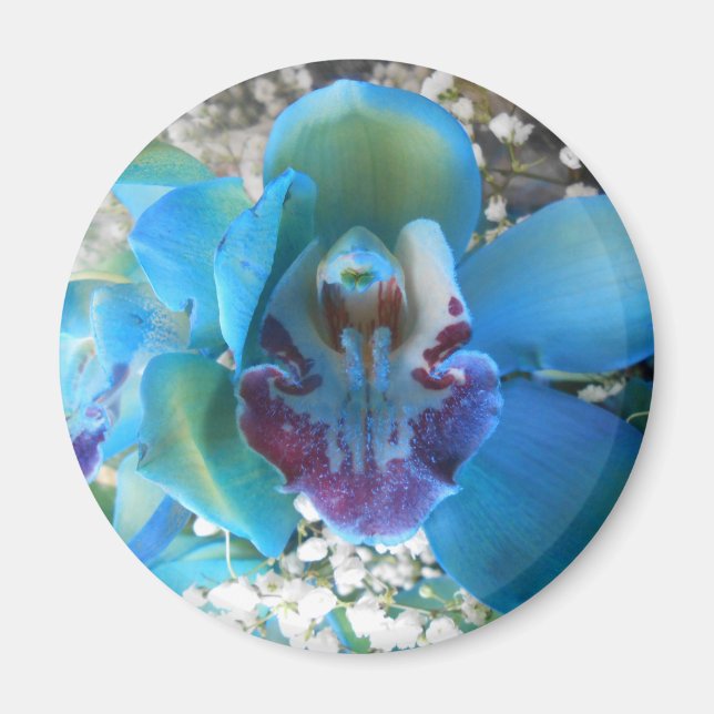 Imán Donella (Frente)