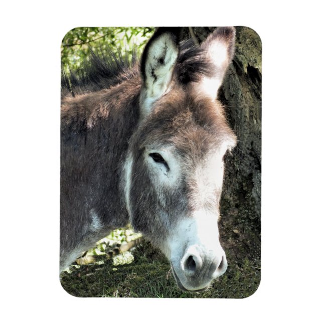 IMÁN DONKEY (Vertical)