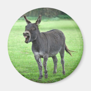 Imán Donkey Laugh Magnet