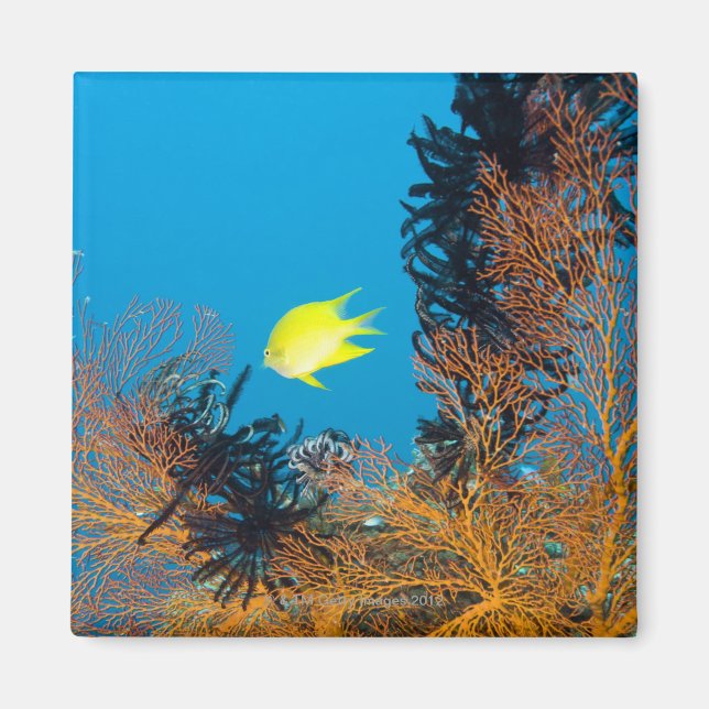 Imán Dorado Damselfish (Amblyglyphidodon aureus) (Frente)