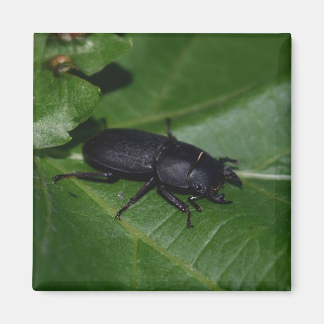 Imán Dorcus parallelipipedus , el escarabajo de menor t (Frente)