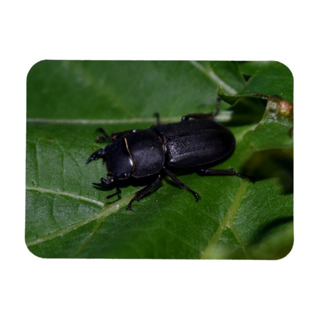 Imán Dorcus parallelipipedus , el escarabajo de menor t (Horizontal)