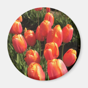 Imán Dordogne Tulips, Oregón
