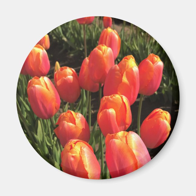 Imán Dordogne Tulips, Oregón (Frente)
