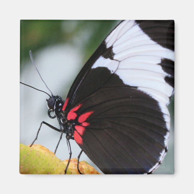 Imán Doris Longwing Butfly (Frente)