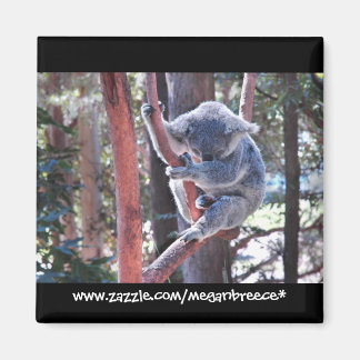 Imán Dormir Koala