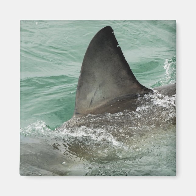 Imán Dorsal aileron de un gran tiburón blanco (Frente)