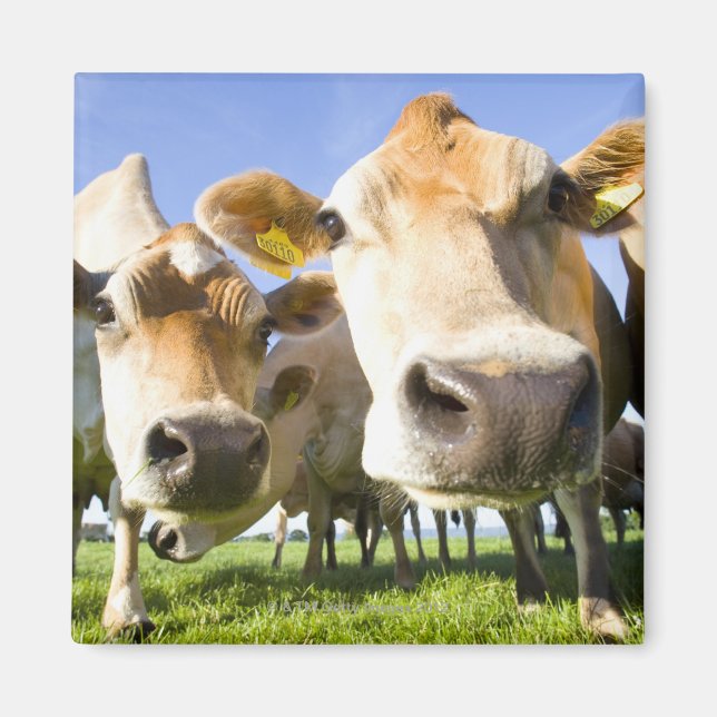 Imán Dorset, Reino Unido (Frente)