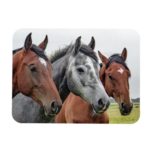 Imán Dos bahías y un gris, tres caballos en fila (Horizontal)