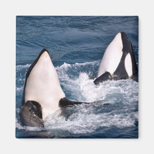 Imán Dos ballenas asesinas