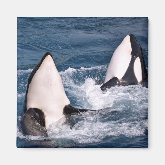 Imán Dos ballenas asesinas (Frente)