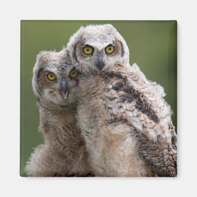 Imán Dos Bebés Grandes Bebés (Frente)